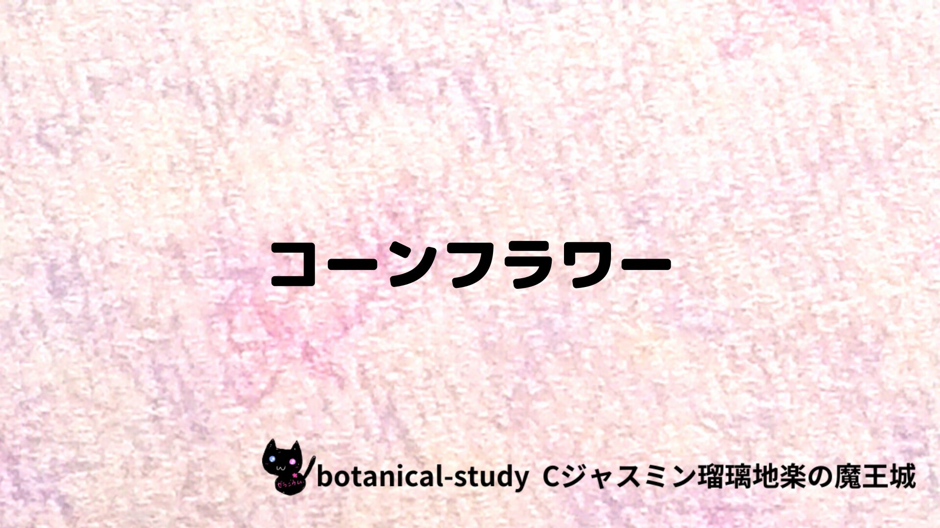 コーンフラワーのアロマハーブプチ辞典クイズ用アイキャッチ＠botanical-study/ハーブ