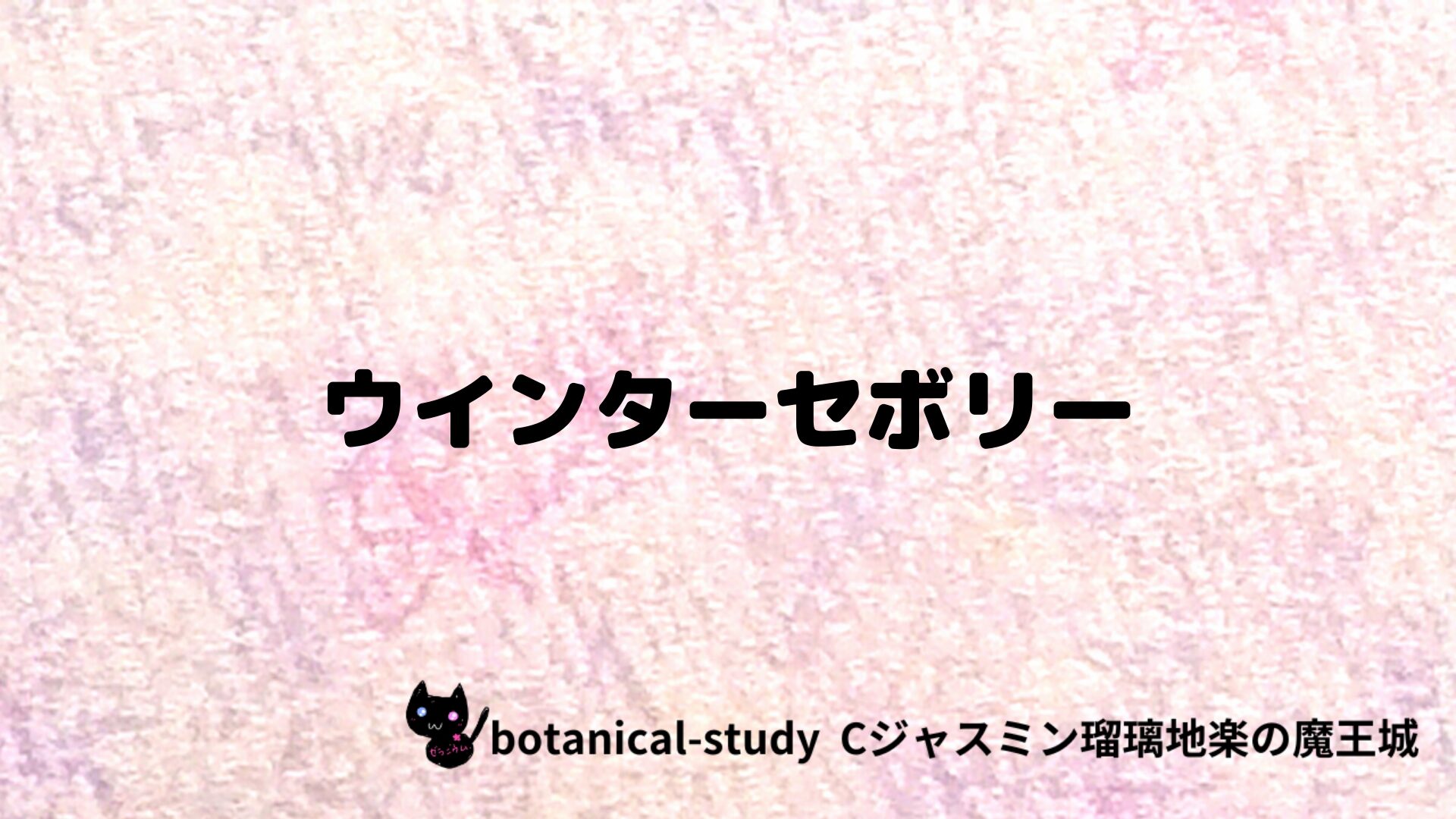 ウインターセボリーのアロマハーブプチ辞典クイズ用アイキャッチ＠botanical-study/ハーブ