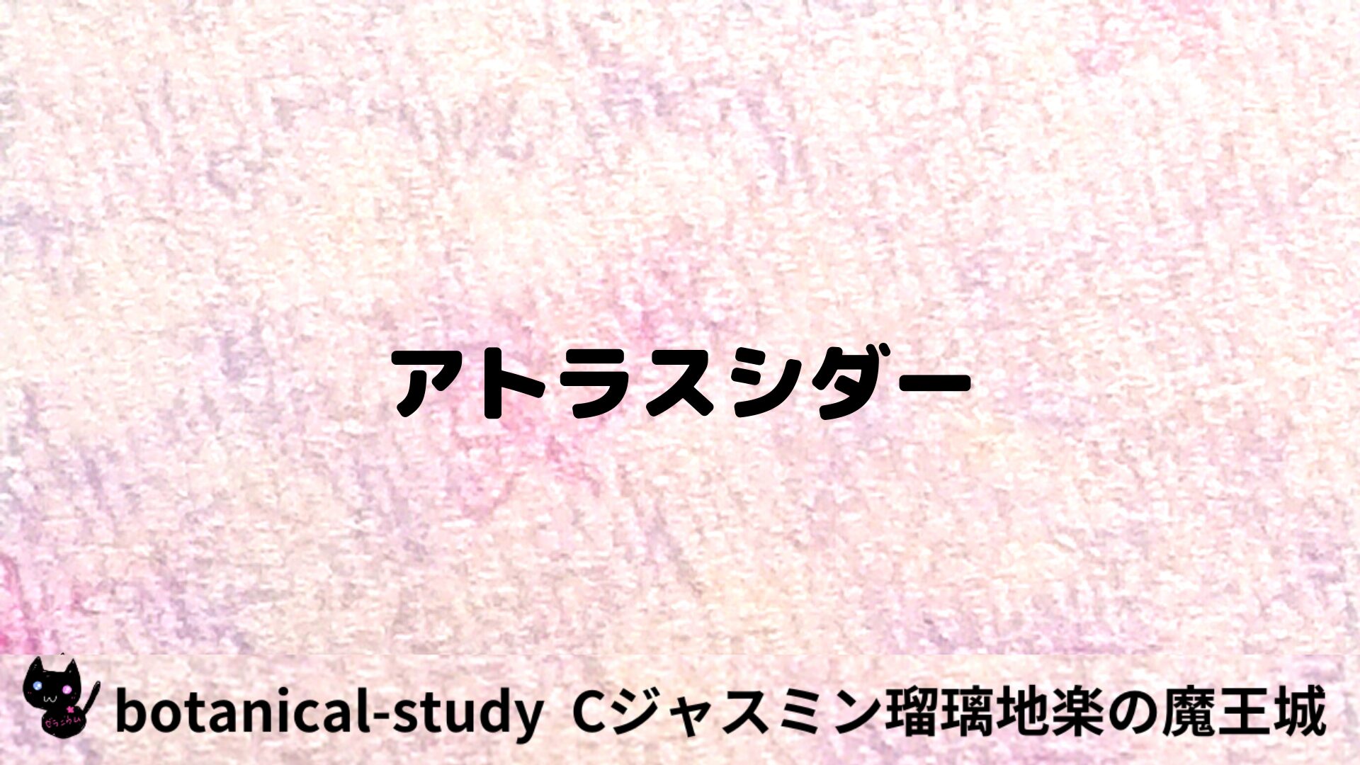 アトラスシダーのアロマハーブプチ辞典用アイキャッチ＠botanical-study