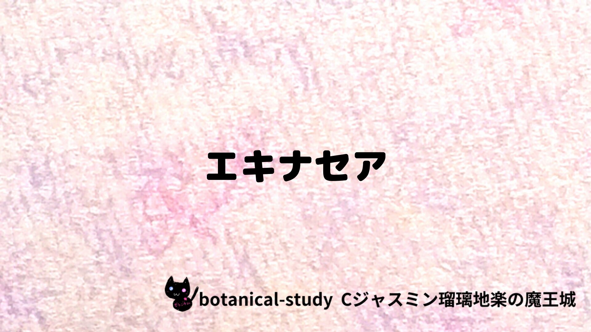 エキナセアのアロマハーブプチ辞典クイズ用アイキャッチ＠botanical-study/ハーブ