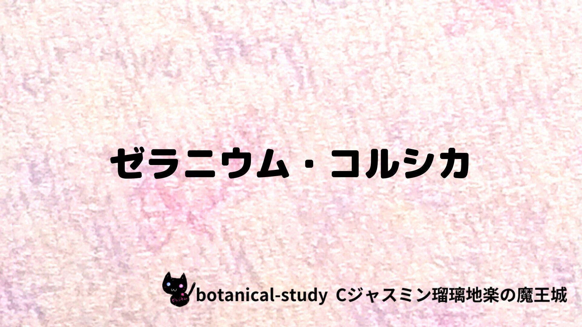 ゼラニウム・コルシカのアロマハーブプチ辞典クイズ用アイキャッチ＠botanical-study