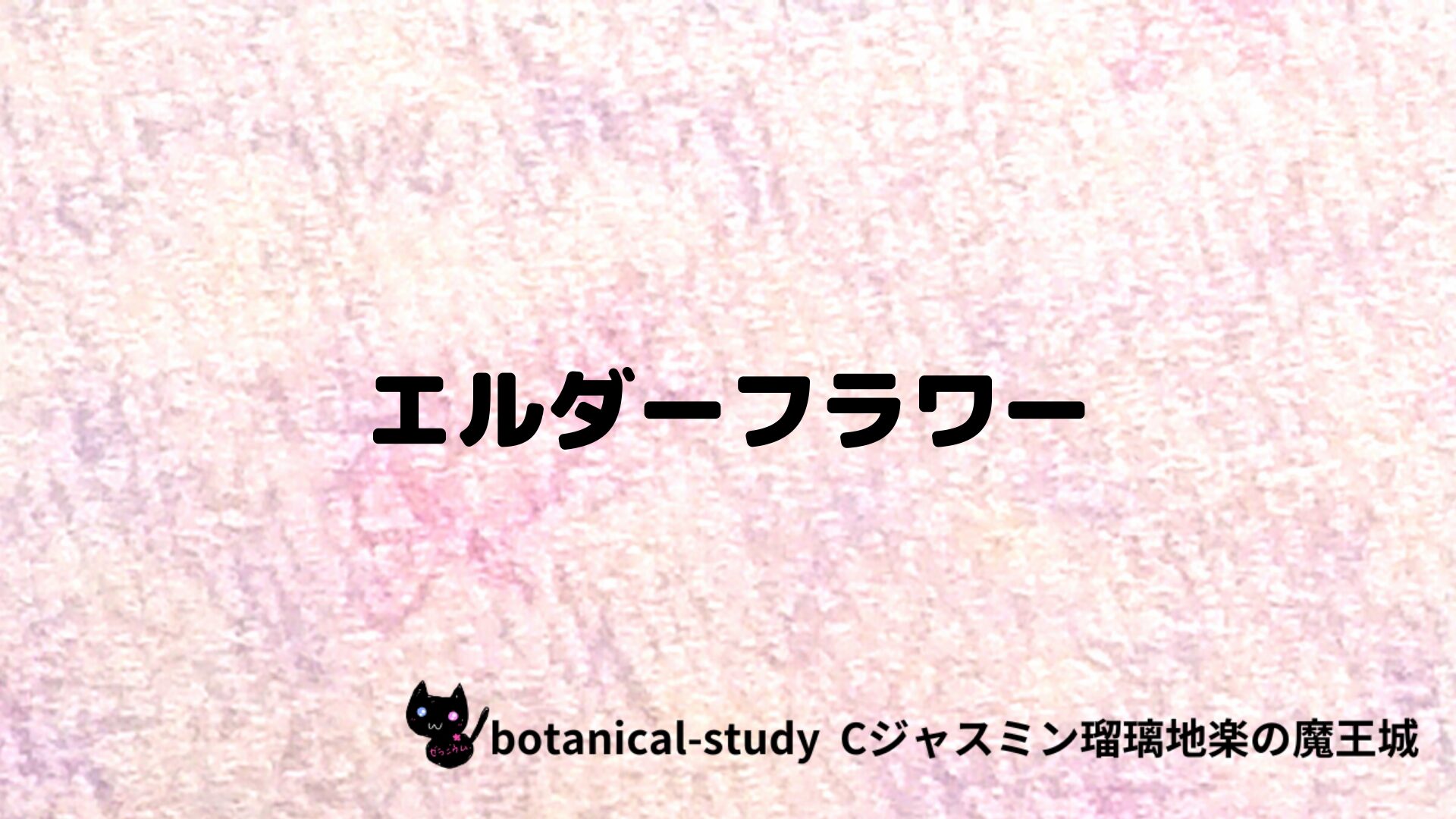 エルダーフラワーのアロマハーブプチ辞典クイズ用アイキャッチ＠botanical-study/ハーブ