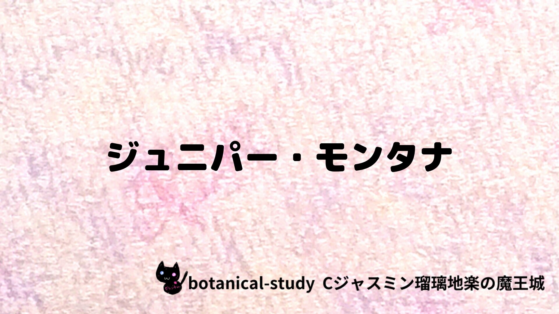 ジュニパー・モンタナのアロマハーブプチ辞典クイズ用アイキャッチ＠botanical-study