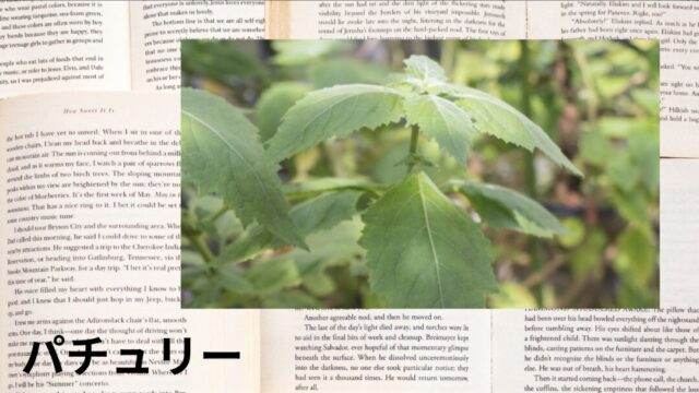 パチュリー：プチ辞典
