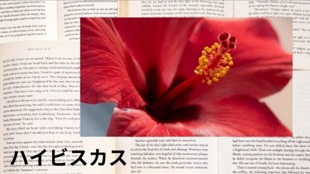 ハイビスカス：プチ辞典