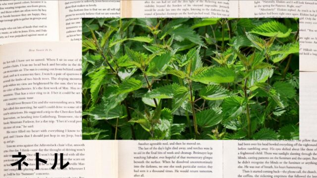 ネトル：プチ辞典