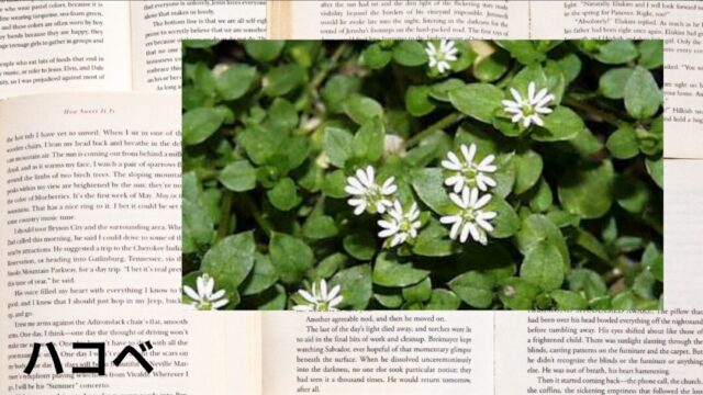 ハコベ：プチ辞典