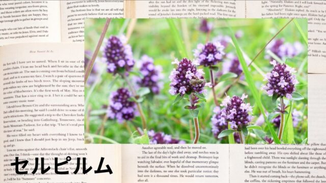 セルピルム：プチ辞典
