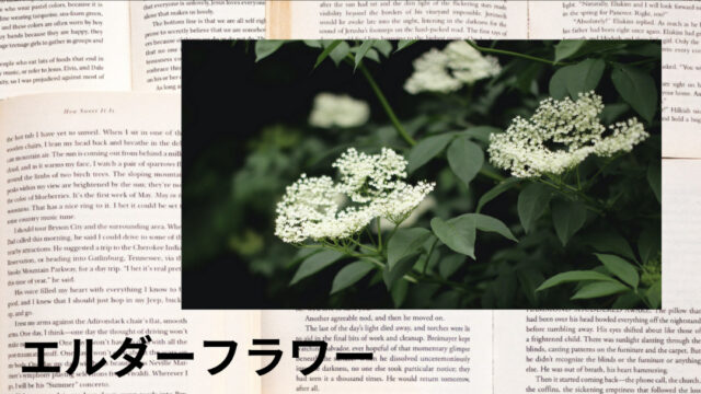 エルダーフラワー：プチ辞典