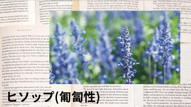 ヒソップ(匍匐性)：プチ辞典