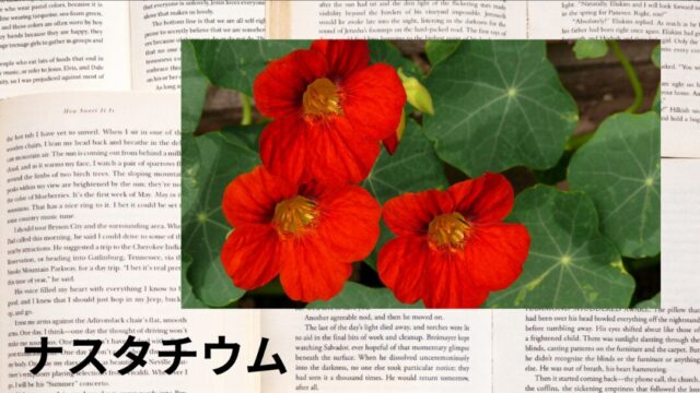 ナスタチウム：プチ辞典