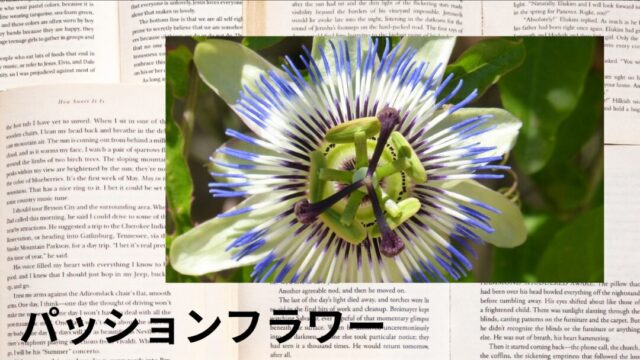 パッションフラワー:プチ辞典