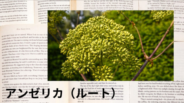 アンゼリカ(ルート)：プチ辞典
