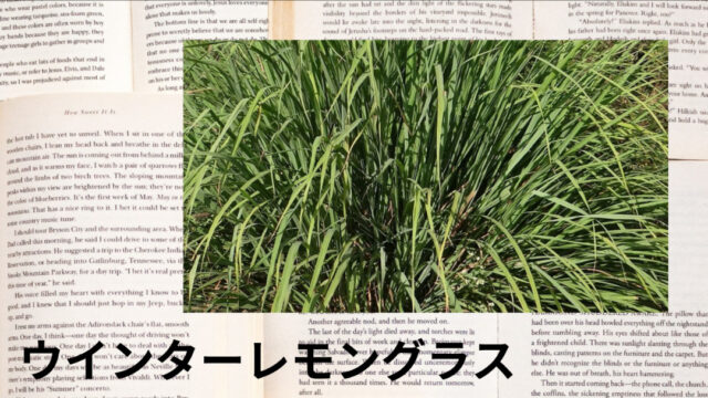 ウインターレモングラス：プチ辞典