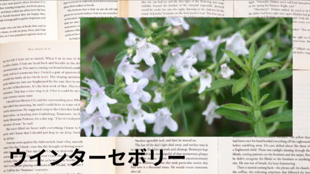 ウインターセボリー:プチ辞典