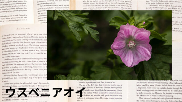 ウスベニアオイ：プチ辞典
