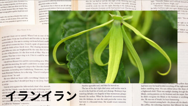 イランイラン:プチ辞典