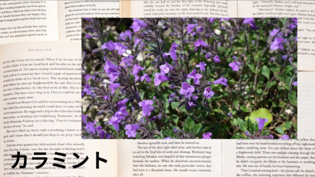 カラミント:プチ辞典