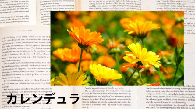 カレンデュラ：プチ辞典