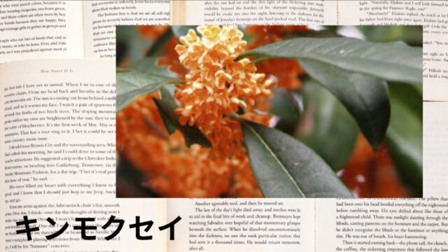 キンモクセイ：プチ辞典
