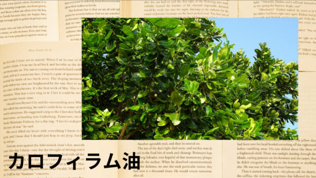 カロフィラム油：プチ辞典