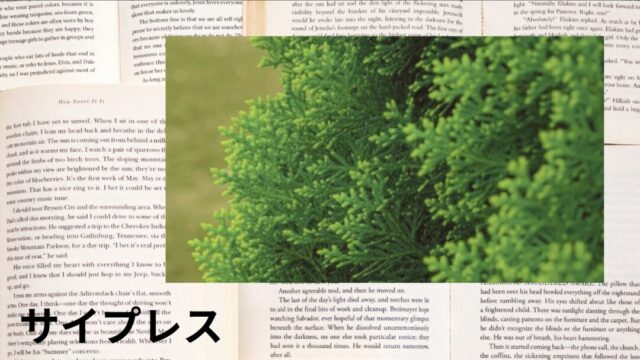サイプレス：プチ辞典