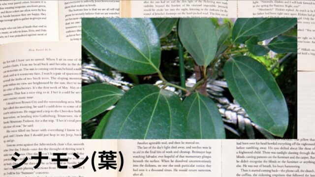シナモン(葉)：プチ辞典