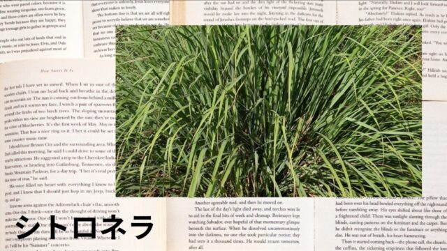 シトロネラ：プチ辞典