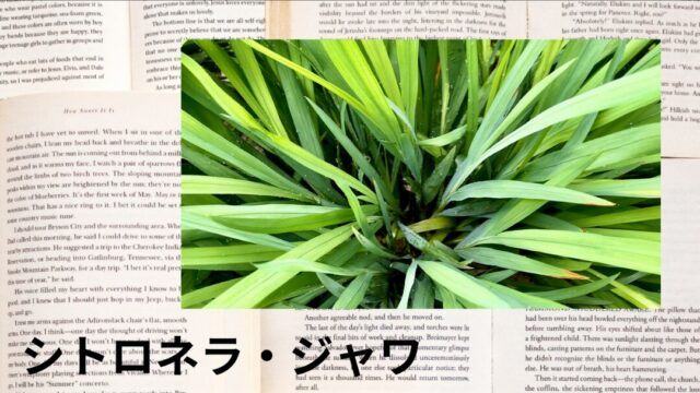 シトロネラ・ジャワ：プチ辞典