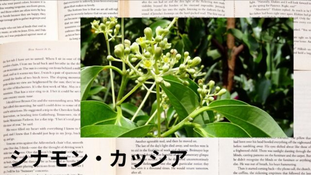 シナモン・カッシア：プチ辞典