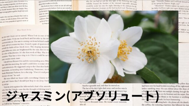 ジャスミン(アブソリュート)：プチ辞典