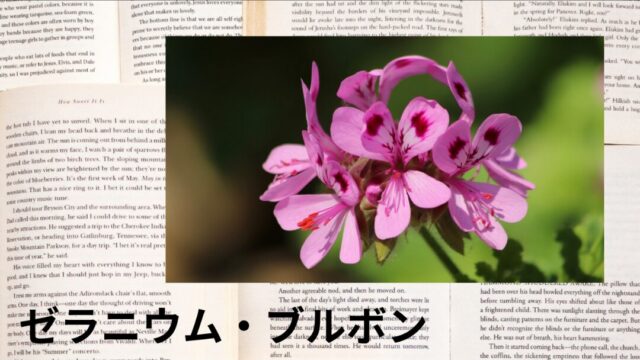 ゼラニウム・ブルボン：プチ辞典