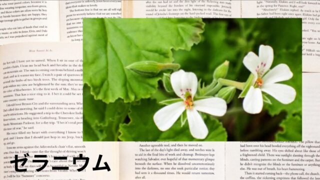 ゼラニウム：プチ辞典