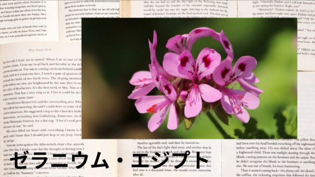 ゼラニウム・エジプト：プチ辞典