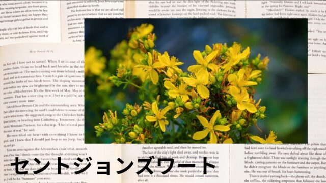 セントジョンズワート：プチ辞典