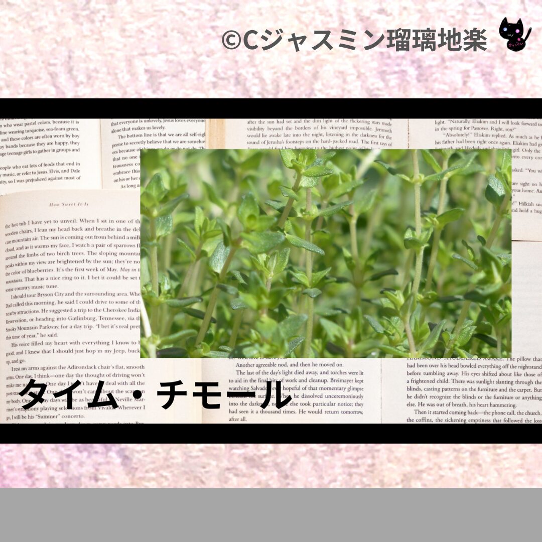 タイム・マストキナのアロマハーブプチ辞典クイズ用アイキャッチ@botanical-study