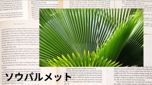 ソウパルメット：プチ辞典
