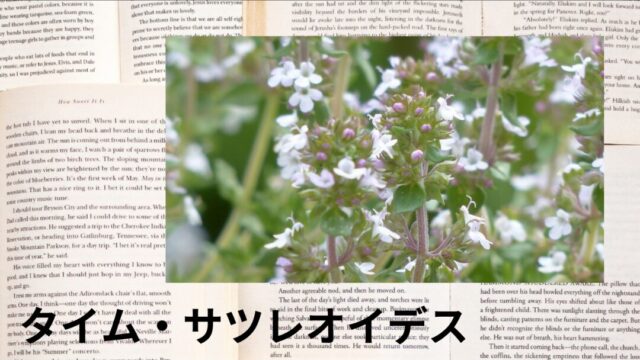 タイム・サツレオイデス：プチ辞典