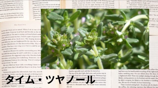 タイム・ツヤノール：プチ辞典