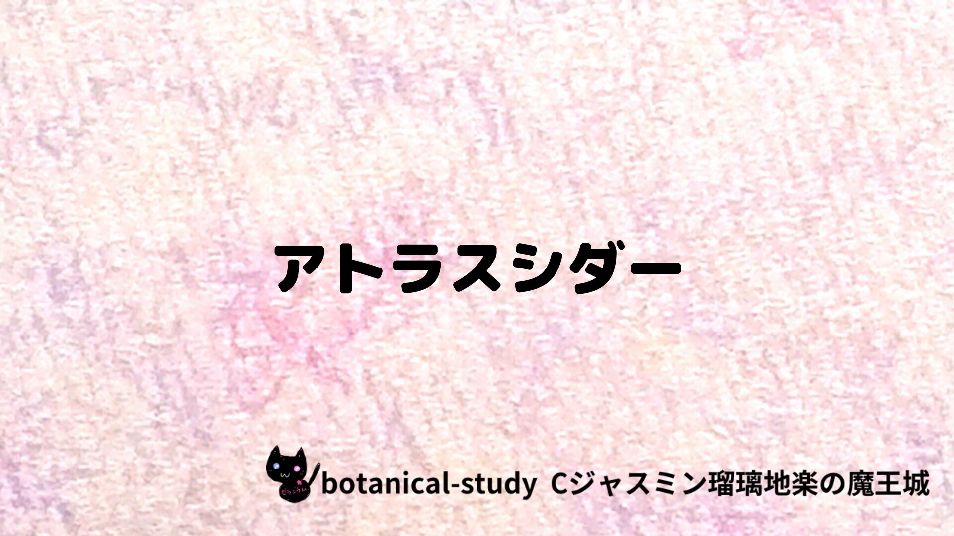 アトラスシダーのアロマハーブプチ辞典クイズ用アイキャッチ＠botanical-study