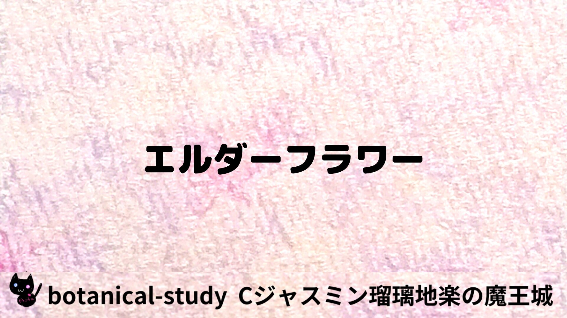 エルダーフラワーのアロマハーブプチ辞典用アイキャッチ＠botanical-study/ハーブ