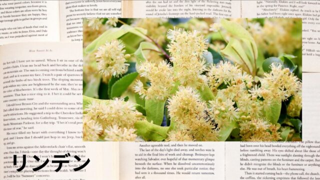 リンデン：プチ辞典