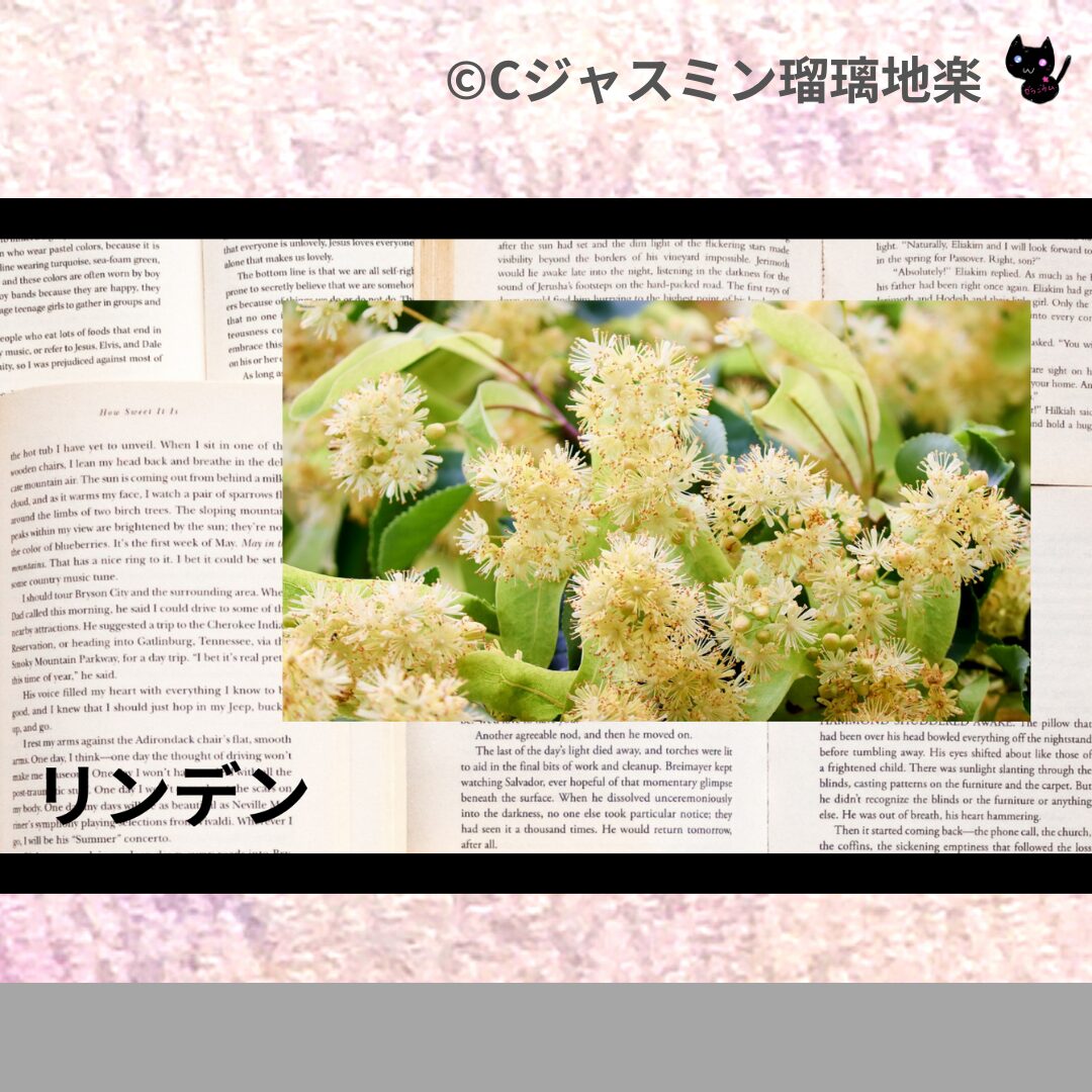ヒバのアロマハーブプチ辞典クイズ用アイキャッチ＠botanical-study