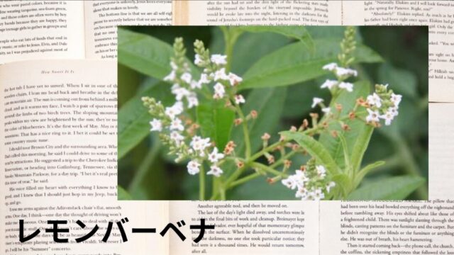 レモンバーベナ：プチ辞典