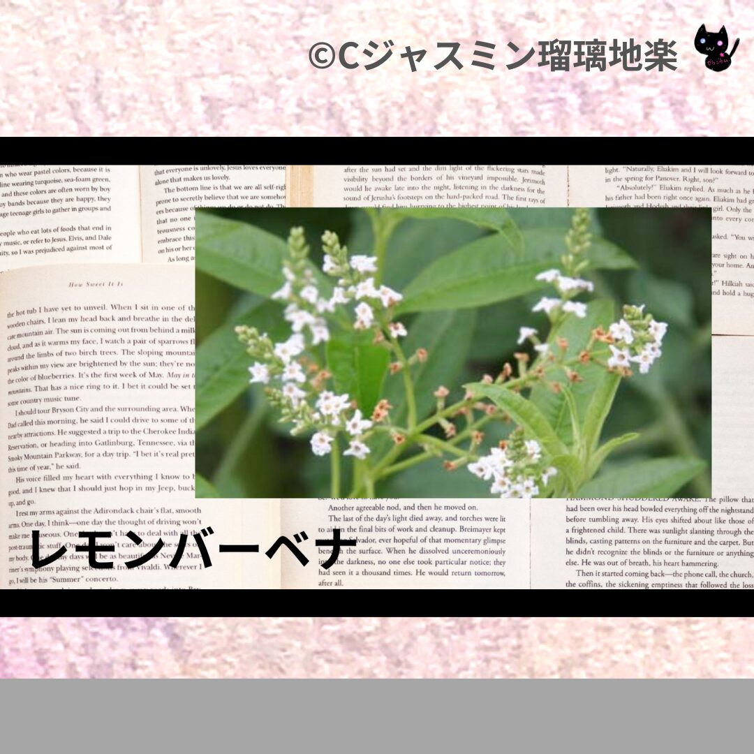 レモンバーベナのアロマハーブプチ辞典クイズ用アイキャッチ＠botanical-study/ハーブ