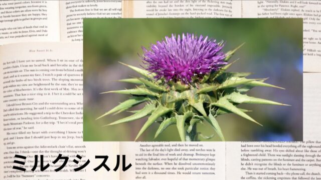 ミルクシスル：プチ辞典