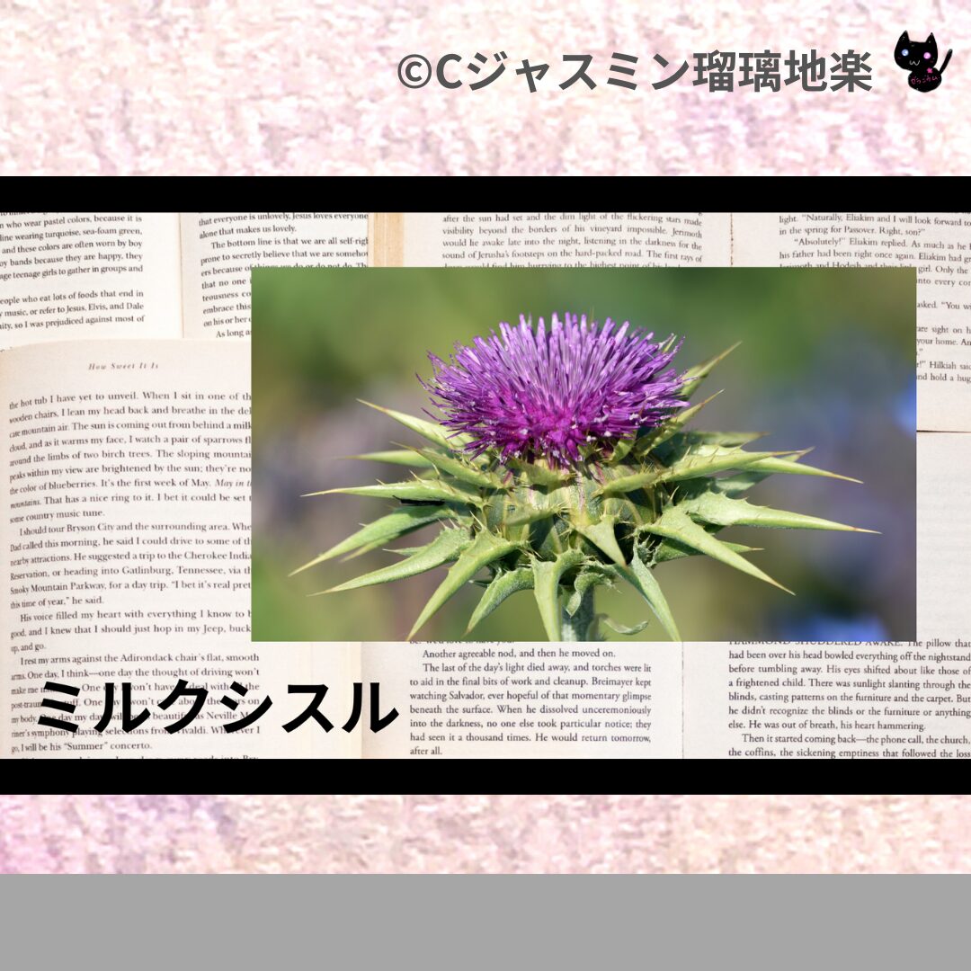 フェンネルのアロマハーブプチ辞典クイズ用アイキャッチ＠botanical-study/ハーブ