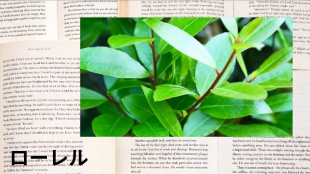 ローレル:プチ辞典