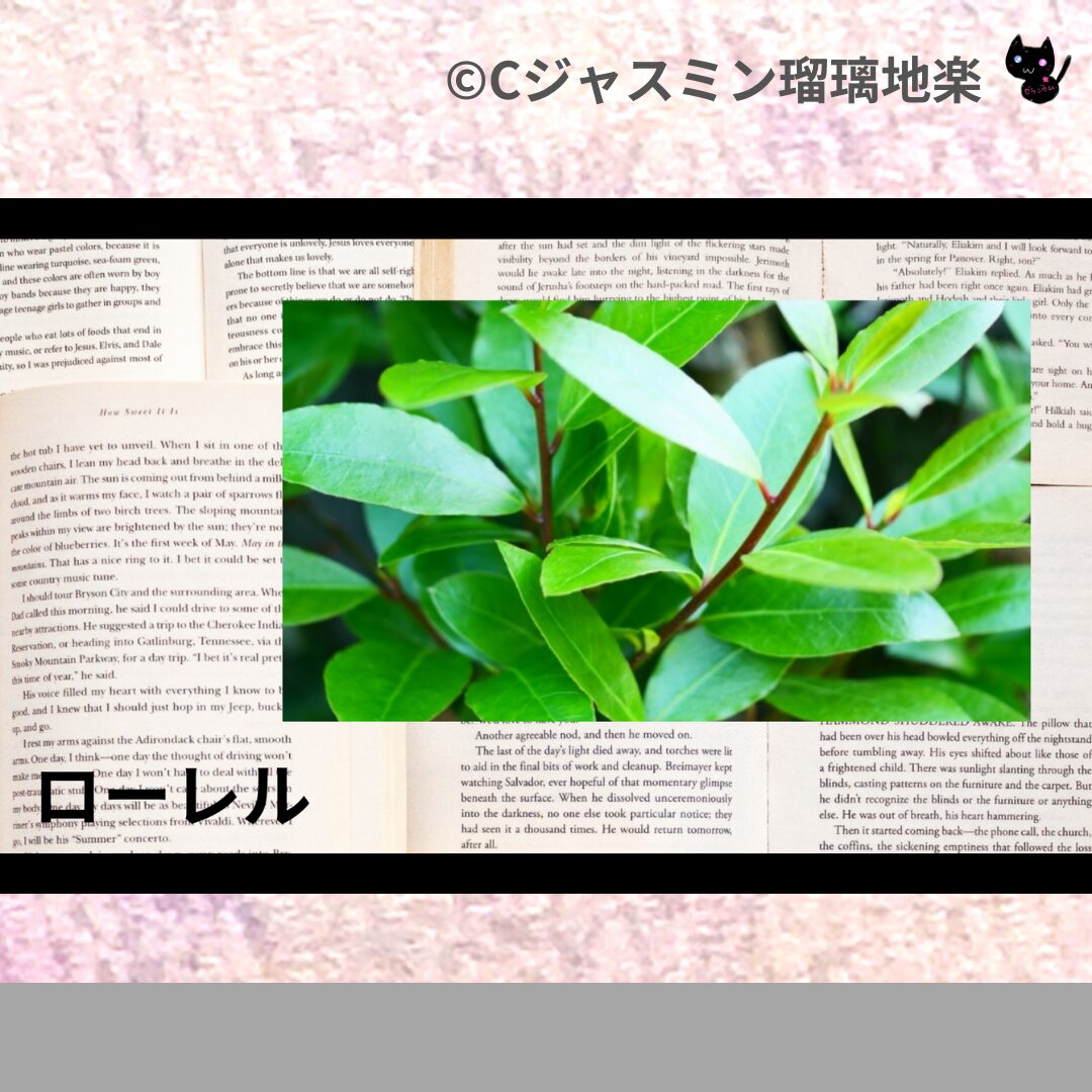 ローレルのアロマハーブプチ辞典クイズ用アイキャッチ@botanical-study/ハーブ