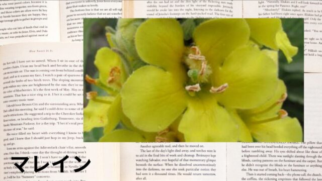 マレイン:プチ辞典